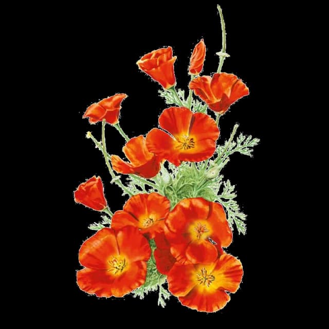 California poppies